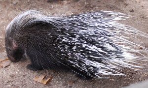 A starving sled dog during the Iditarod attacked a porcupine. The dog was in agony from 104 porcupine quills that penetrated his face, mouth and throat. A North American porcupine quill is tipped with hundreds of microscopic backward facing barbs, which make it harder to pull the quills out once they're stuck in. The barbs also make it easier for the quills to penetrate flesh. Photo attributed to Eric Kilby on Flickr.