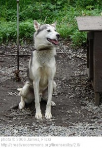 Iditarod dogs live on rocks. It's very serious when dogs eat rocks because, rocks do not pass and can cause obstructions in their stomachs.