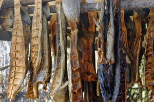 Mushers smoke salmon for the dogs to eat. But smoking the salmon does not prevent dogs from getting salmon poisoning disease. Photo attributed to chiavatti on flickr