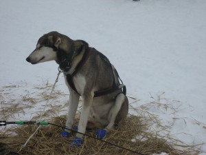 Exhausted sled dog closes his eyes during the Iditarod. Photo attributed to dweekly on flickr.