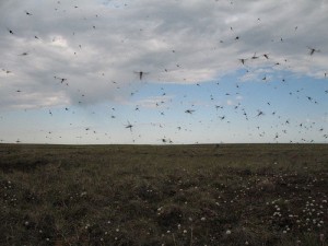 Alaska has many mosquitoes and this photo shows a small number of them. Mosquitoes attack dogs who are chained outside. Photo attributed to mecocrus on flickr, taken July 8, 2008