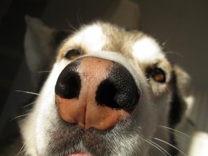 Iditarod musher says dogs should be beaten on their noses when they won't run. Photo attributed to A.C. Riley on flickr