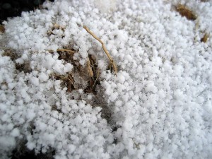 Granular snow. When sled dogs run on granular snow, their paws bleed.