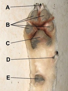 Right front paw of dog showing A) claw, B) digital pads, C) metacarpal pad, D) dew claw, E) carpal pad. A dog's pads act as a cushion for the load-bearing limbs of the animal. In the Iditarod, paws become bloodied, cracked, cut, torn, blistered and swollen. Damaged paws are often extremely painful. Photo attributed to Amos T. Fairchild on Wikimedia.