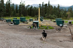 Dogs have been chained to exercise wheels and forced to run endlessly. Photo attributed to Grom HellScream on flickr, July 27, 2010