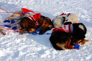 Racing in the Iditarod exhausts sled dogs.