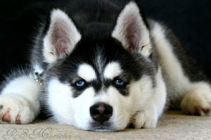 Iditarod mushers bite sled dogs on the ear to force them to race. Photo attributed to willowmina on flickr