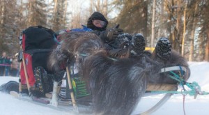 Comfortable seats mushers sit in while racing their dogs into the ground, photo attributed to Alaskan Dude on flickr