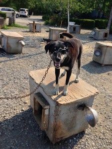 This dog could get painful splinters in his mouth, paws, other parts of his body from the rotting wood at the top of his shelter, photo attributed to Tom Brady on flickr