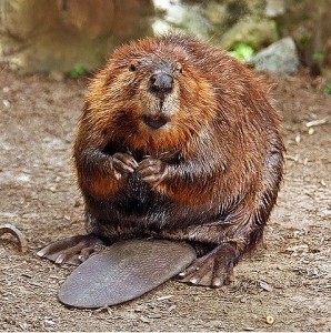 North American beaver. During the Iditarod, mushers feed their dogs beaver meat. Dogs who eat beavers infected with tularemia can get sick and die. Photo attributed to stevehdc on flickr.