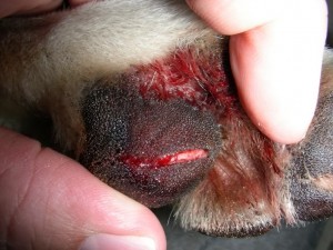 Cracked pad on dog's paw. Running on hard, rocky ground makes painful cracks or cuts in a dog's pads.