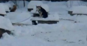 Dog shelters are buried in the snow. Photo courtesy of SledDogma.org