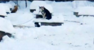 Dog shelters are buried in the snow. Photo courtesy of SledDogma.org