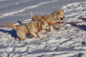 Dogs straining to run in deep snow