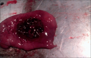 Gastric ulceration. Many sled dogs have died in the Iditarod from gastric ulcerations.