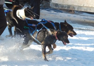 Harnesses encourage sick and injured dogs to pull because a dog’s natural reflex is to pull against something that constrains it. Dogs have an opposition reflex,. They pull against pressure. Photo attributed to Orloskaya on flickr