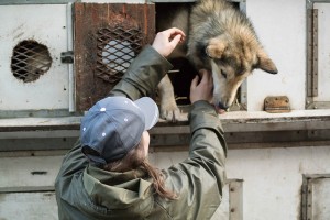 Iditarod sled dog is scared to jump out of dog truck. Photo attributed to Brad Wilke on flickr.