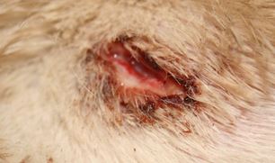 Puncture wound. Puncture wounds can be caused when dogs fight with each other. "These wounds almost always get infected, leading to severe problems under the skin even when everything looks fine from the outside." - petmd.com