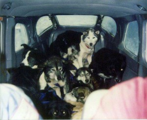 Sick, injured and tired dropped dogs are crammed into a small airplane. The dogs are not properly secured and can be injured by turbulence, to which a small plane is especially vulnerable.