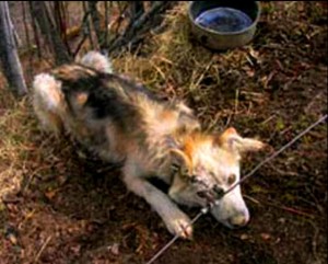 This dog was one of several on Doug Bartko's property who were tied to "gang lines" with leads that allowed only 12 to 15 inches for movement. Photo is courtesy of SledDogma.org