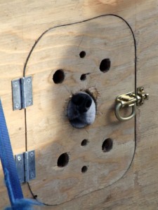 Iditarod dog in dog truck before start of race. Photo attributed to Travis S on flickr, March 7, 2009