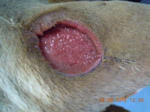 An abscess can result when a dog tries to remove a porcupine quill by pawing at it.