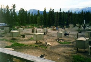 Dogs kept on short chains in Iditarod kennel