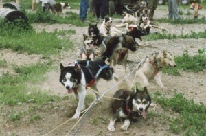 Dogs are exhausted after a training run
