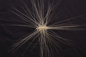 This is a close-up of a foxtail barley seed. It’s most common for a foxtail seed to enter a dog’s body through the skin, nose, ears, paws, and eyes. Once foxtail barley seeds enter a dog's body they are like a barbed fishhook. These seeds are sometimes in the straw used to bed dogs during the Iditarod.