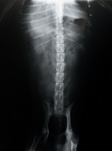X-ray dog spine. Garo died racing in the Iditarod from injury to his spine.