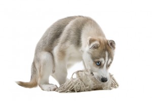Iditarod musher's sled dog dies from eating rope.