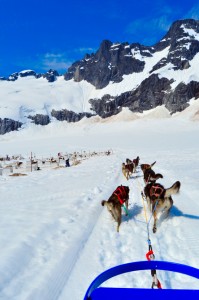 Iditarod sled dogs harnessed closest to the sled and the musher are at risk for getting knocked down.