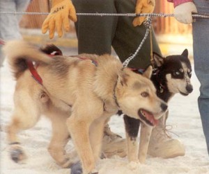  Dogs on short tethers before the race starts