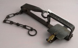 Leg hold trap. While training for the Iditarod, sled dogs have suffered horrific pain and injury from leg hold traps.
