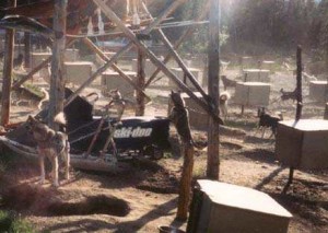 Dogs run to the end of their tethers and are jerked back by their chains.