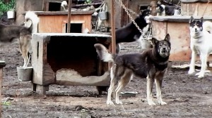 Chained dog lives in dilapidated structure. Photo courtesy of SledDogma.org