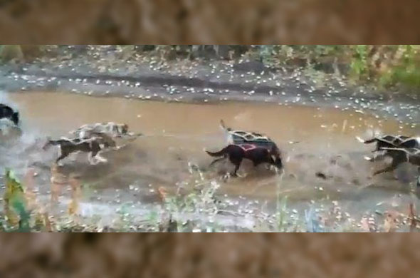 Traininginmud