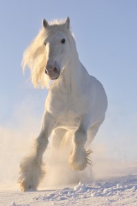 Horse running in snow. Some mushers feed their dogs horse meat. Dogs may have gotten sick from eating horse.